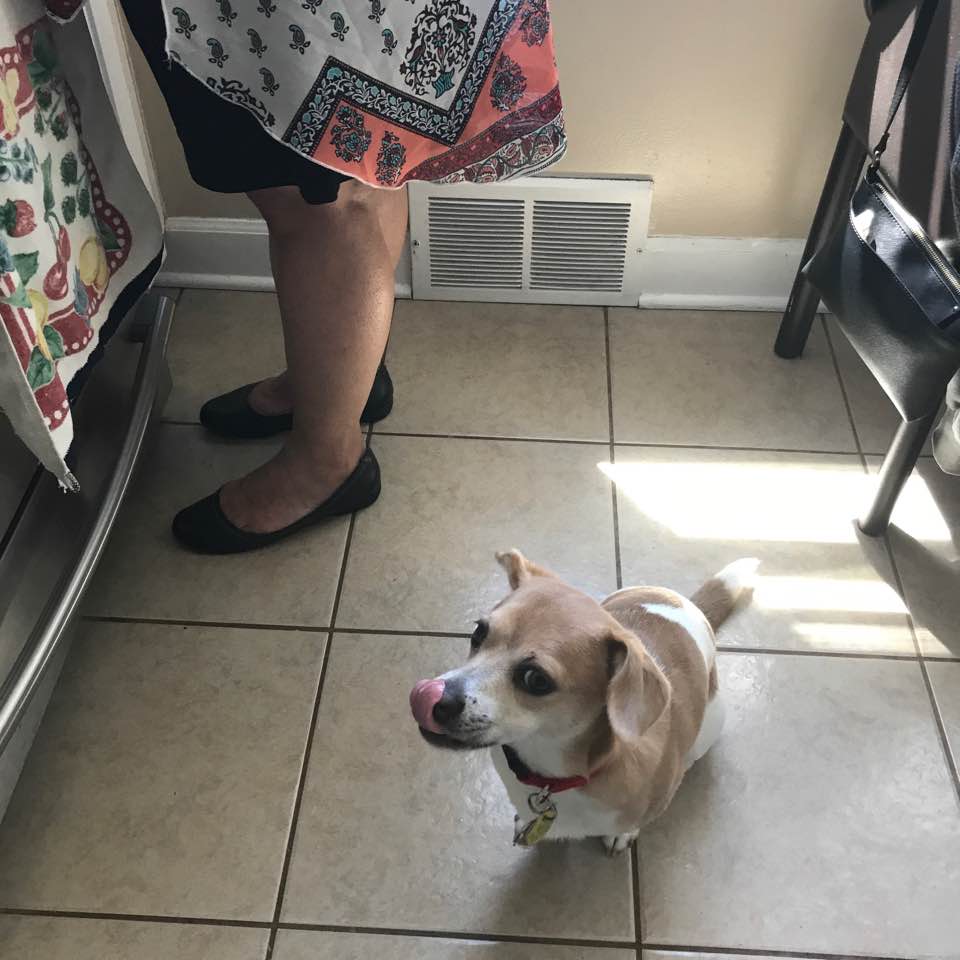 a dog in the kitchen