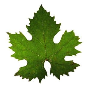 grape leaf