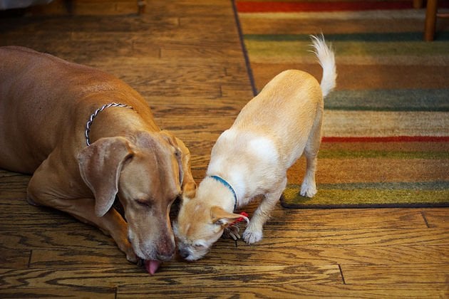 dogs eating basturma