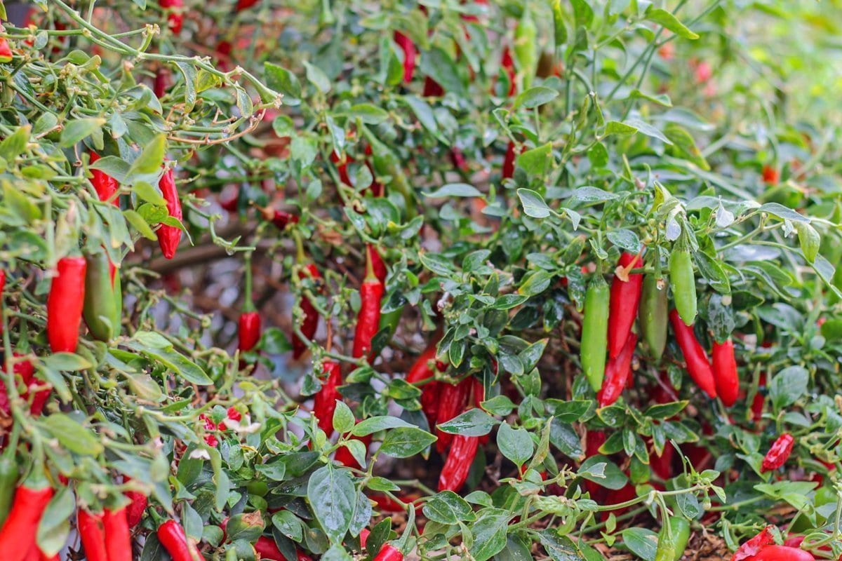 serrano plant loaded with peppers