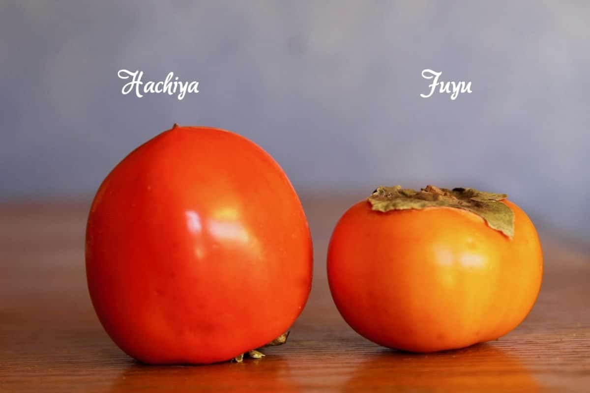 persimmon varieties