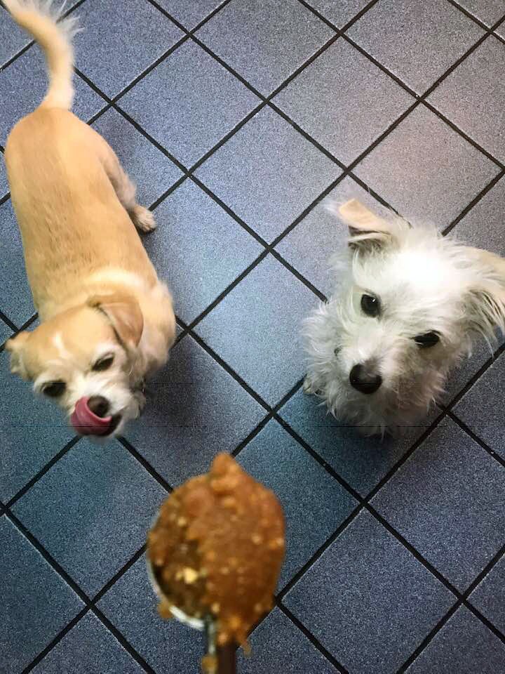 two terriers looking up at a spoon of cookie dough with blue tile in the background.