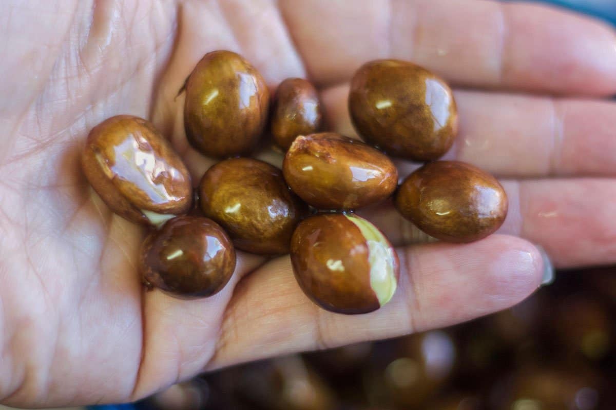loquat seeds inside a hand