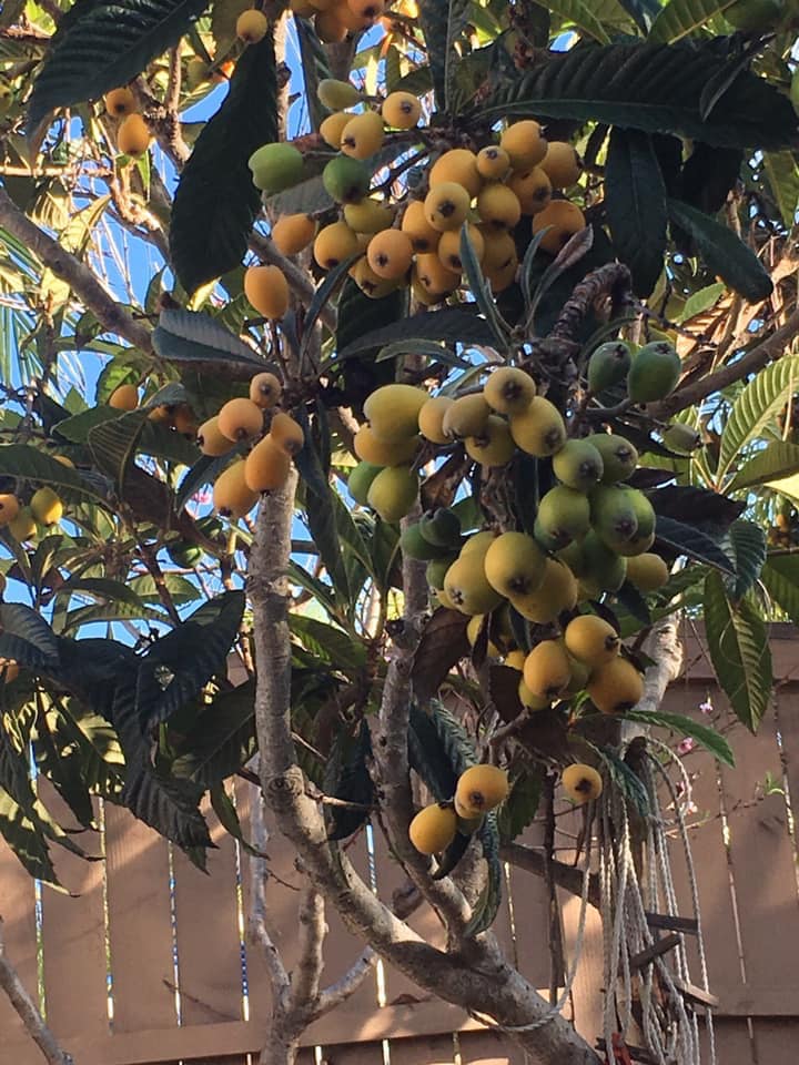 loquat tree