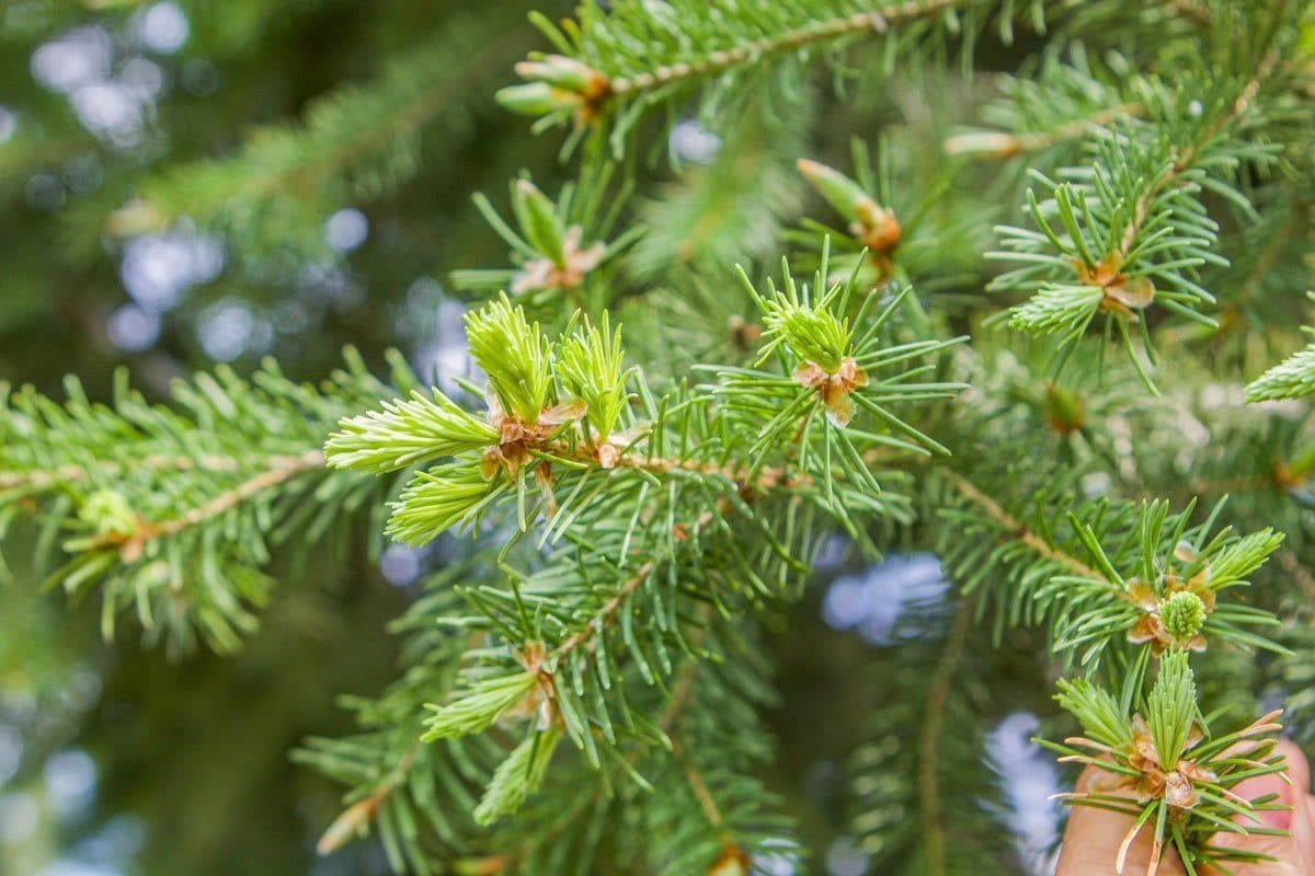 Spruce Tips Pesto (use in place of basil pesto)| Hilda's Kitchen Blog