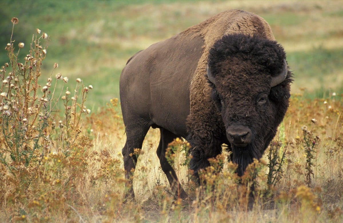 bison in a field