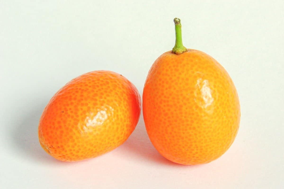 two Kumquats