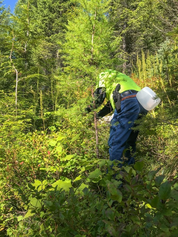 man picking huckleberries