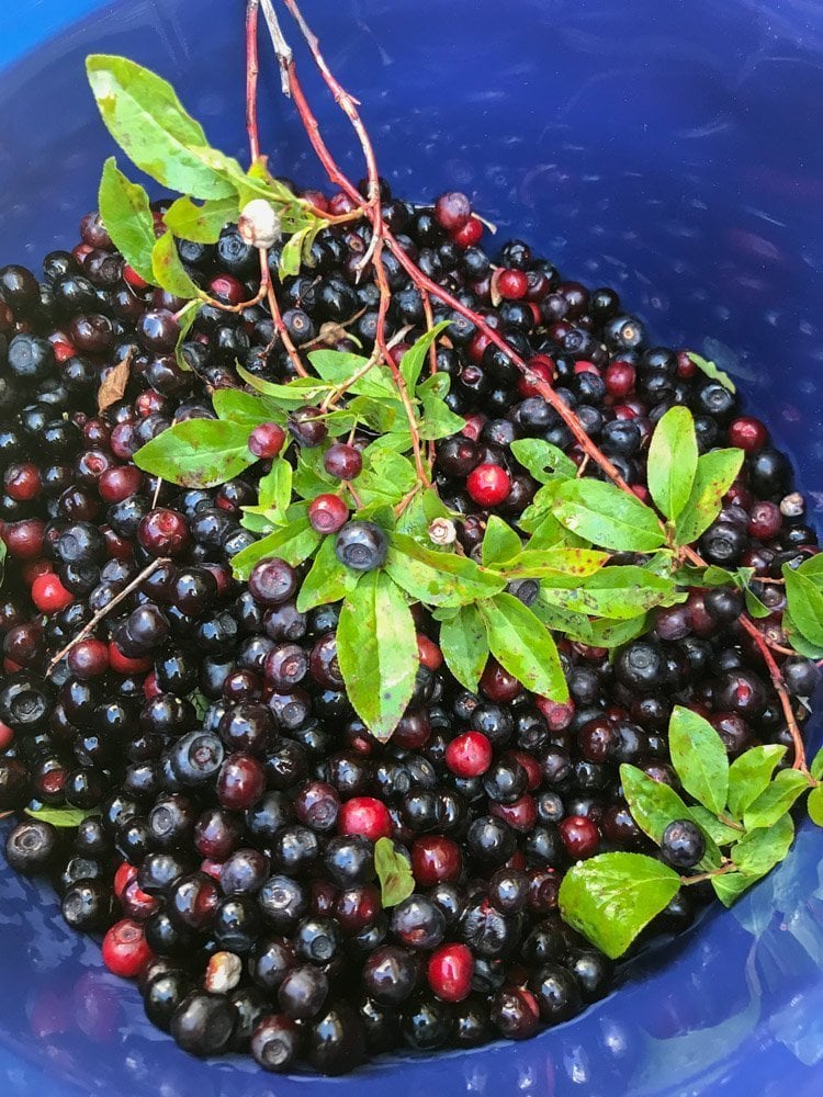 huckleberries in a blue bucket