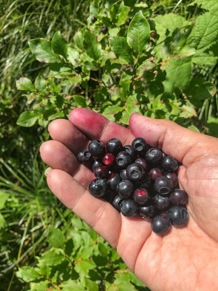 a handful of huckleberries