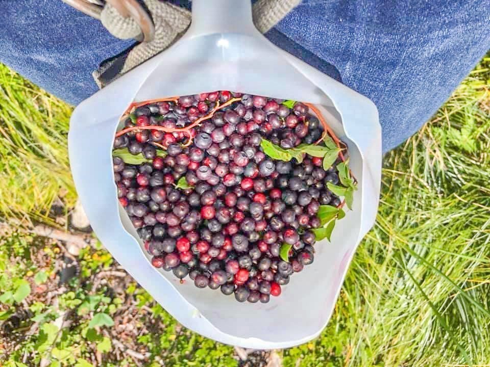 huckleberries in a jug