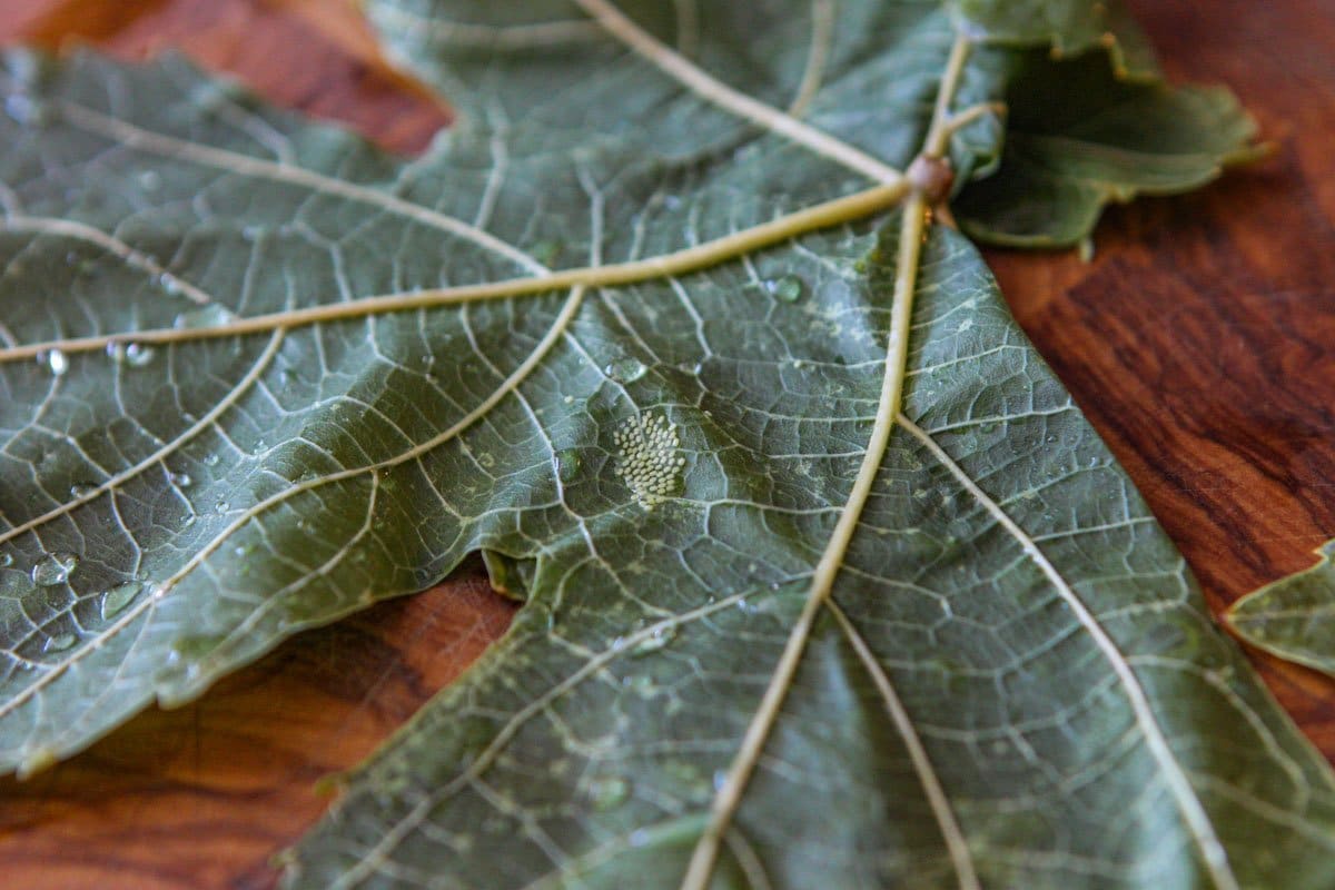 insect eggs on the back of a grape leaf