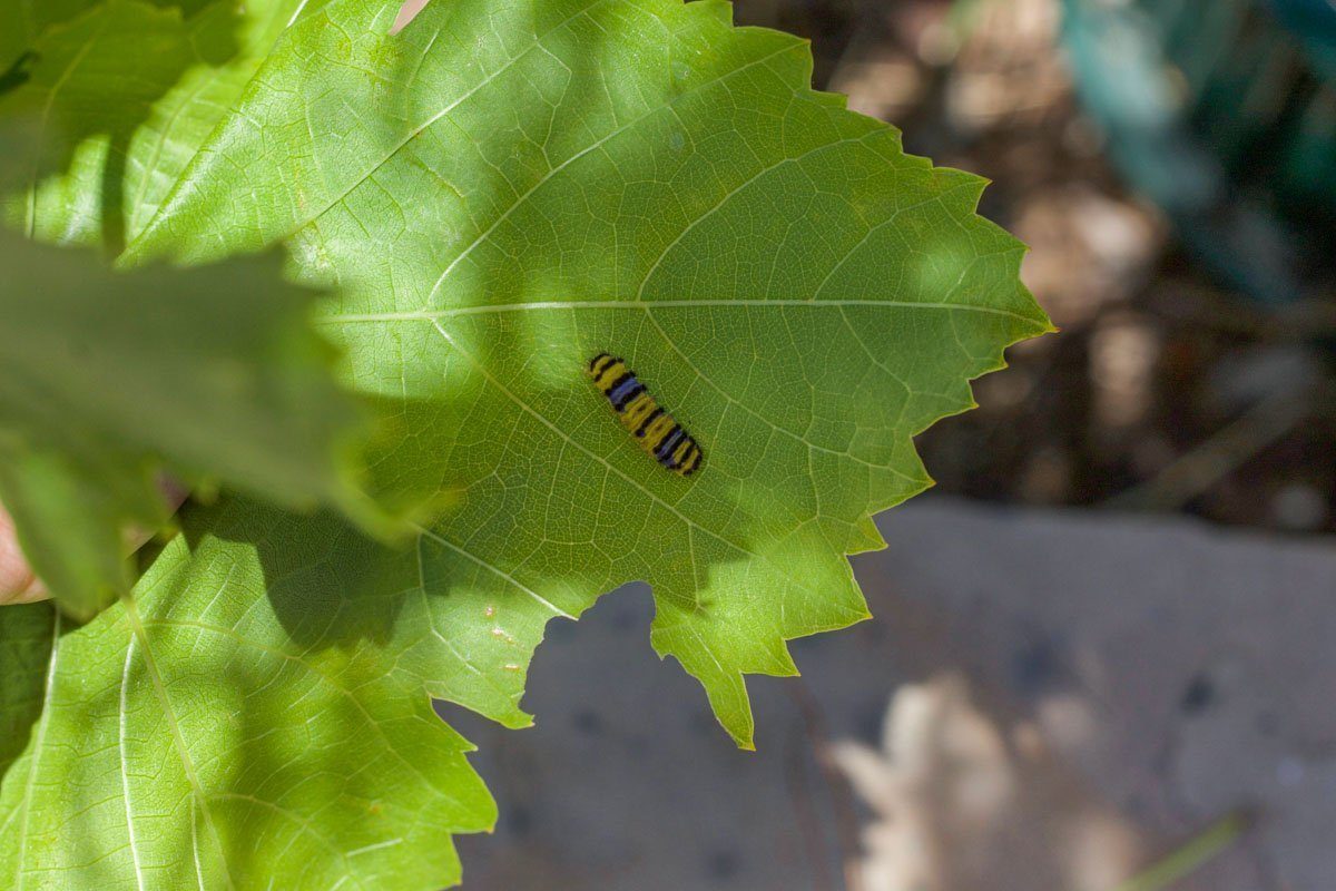 caterpillar on a grape leaf
