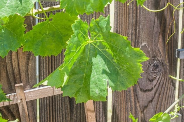 grape leaves with a wooden fence in the background