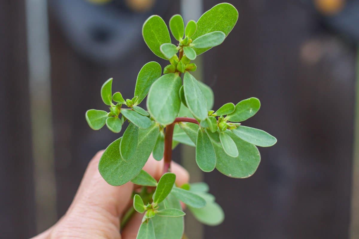 a hand holding purslane