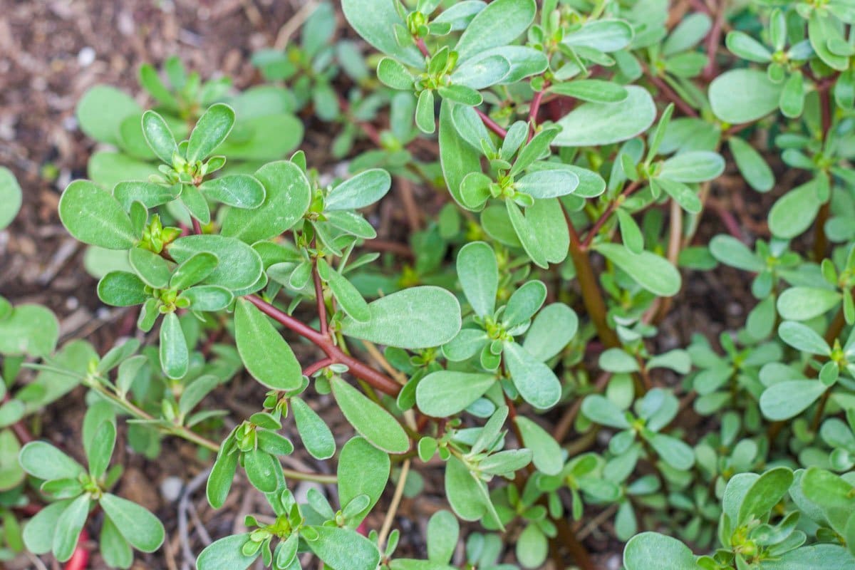 wild purslane