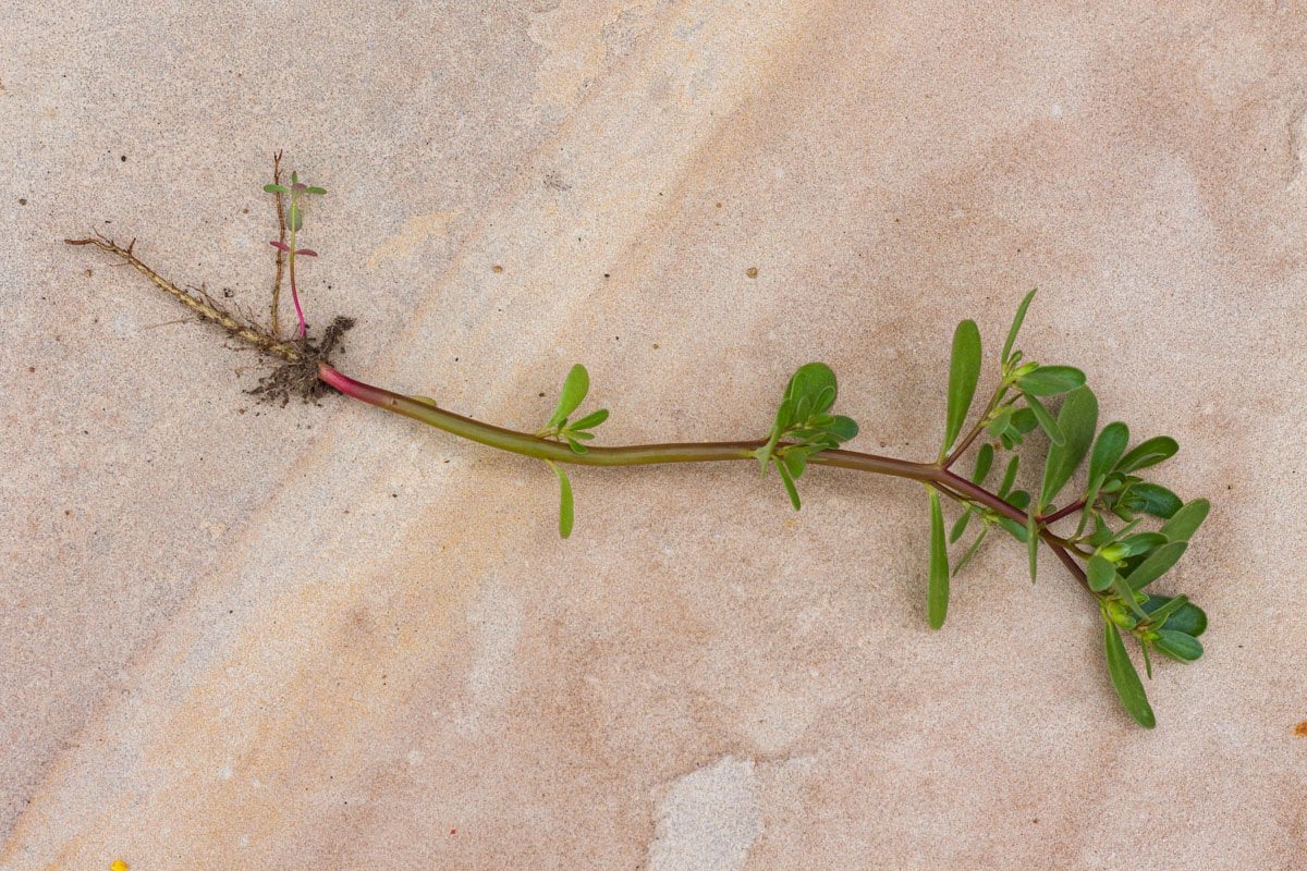 purslane plant with roots on a tile