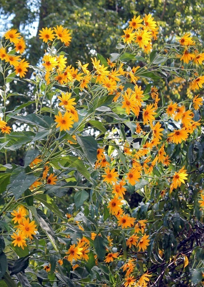 sunchoke plant