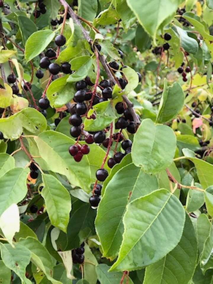 Chokecherry Syrup Recipe Hilda's Kitchen Blog