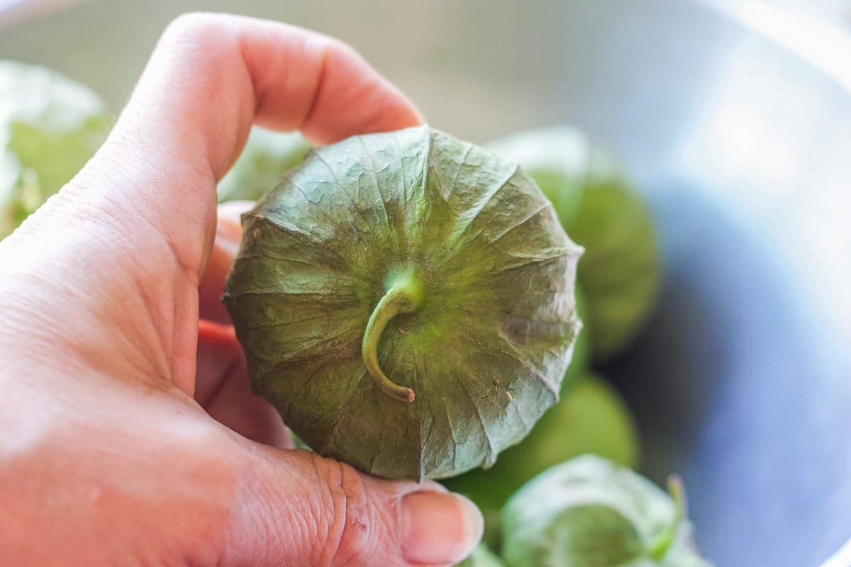 a hand holing a tomatillo