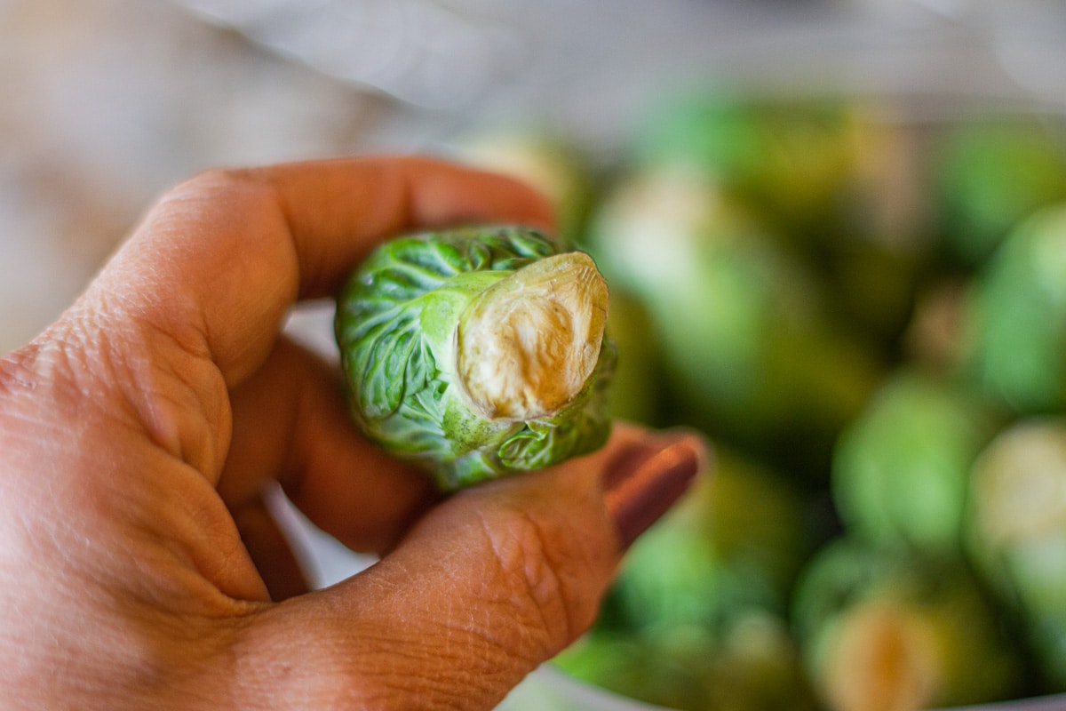 untrimmed brussel sprout