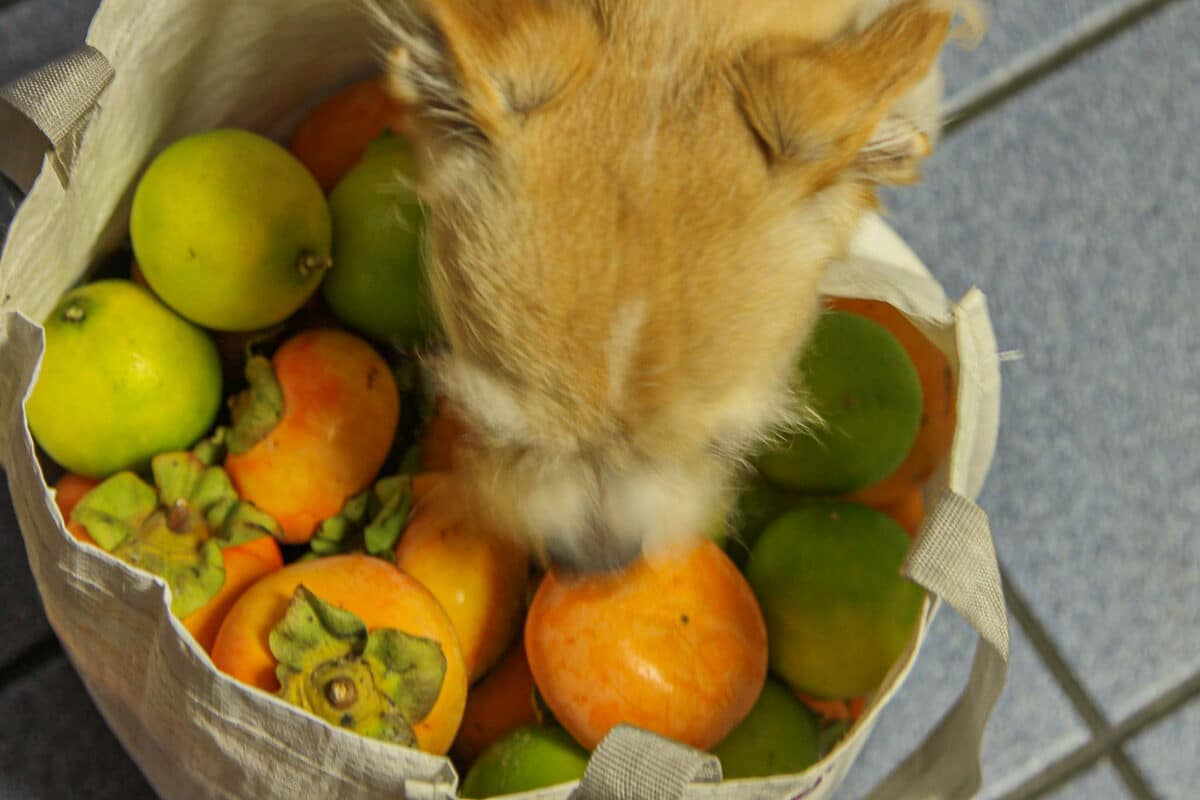 dog sniffing persimmons and limes in a bag