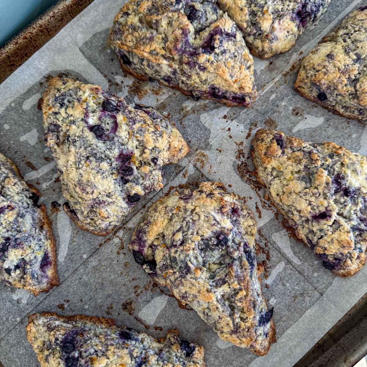 baked huckleberry scones on parchment lined tray