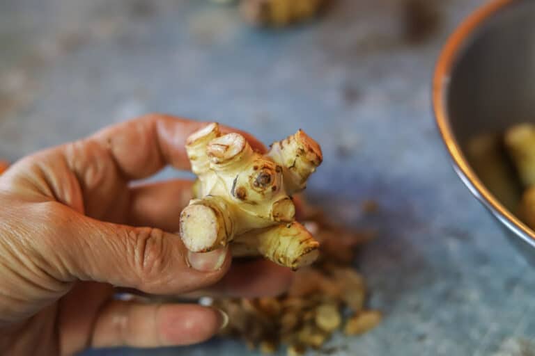 Pickled Jerusalem Artichokes Hilda's Kitchen Blog
