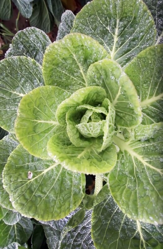 flowering Brussel Sprouts plant