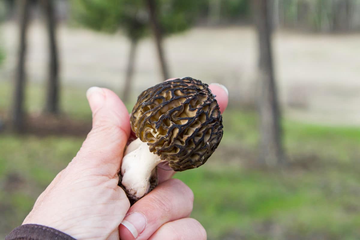 survival food morel mushrooms