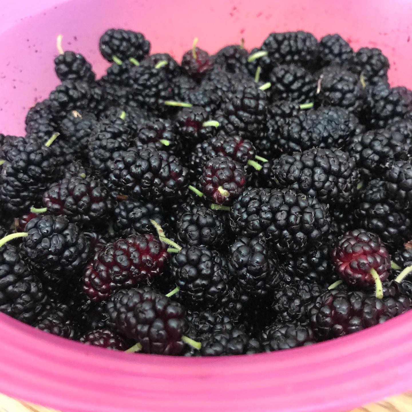mulberries in a pink bowl