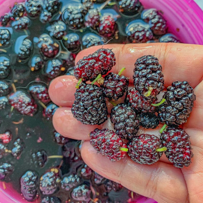 a handful of mulberries over a pink bowl