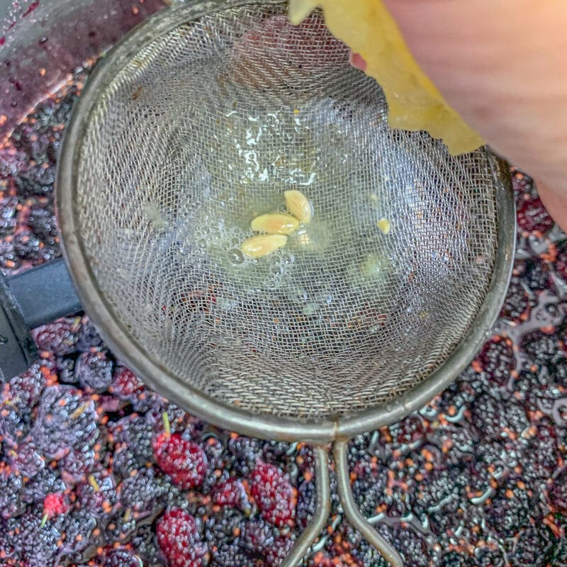 squeezing lemon into mulberry preserves over a strainer