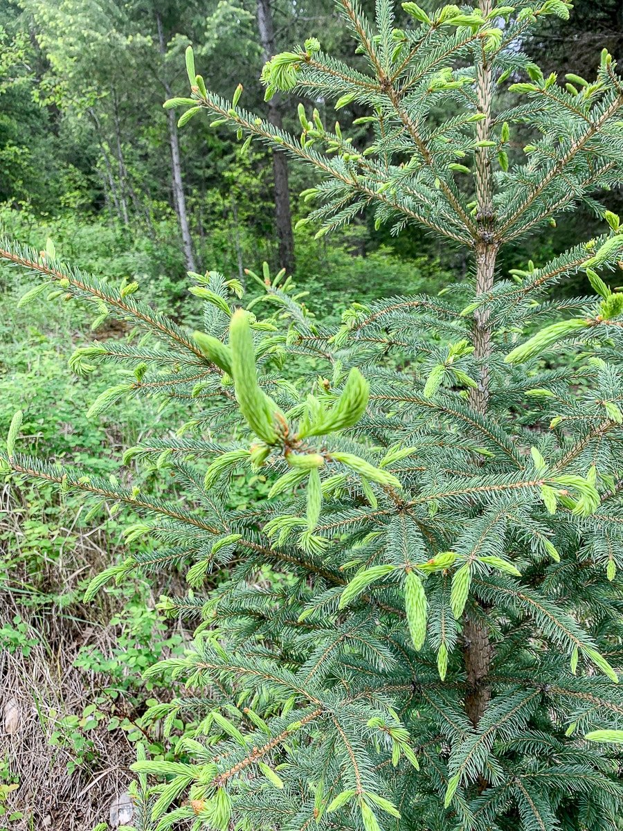 spruce tips growing on a spruce tree