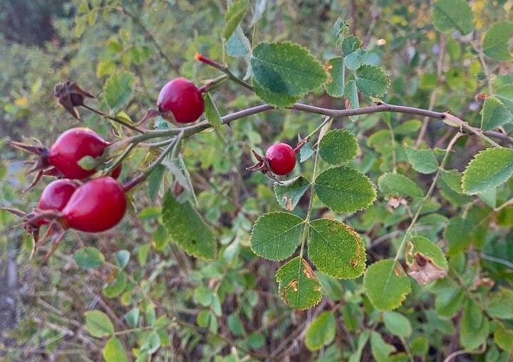 rose bush with red rosehips.