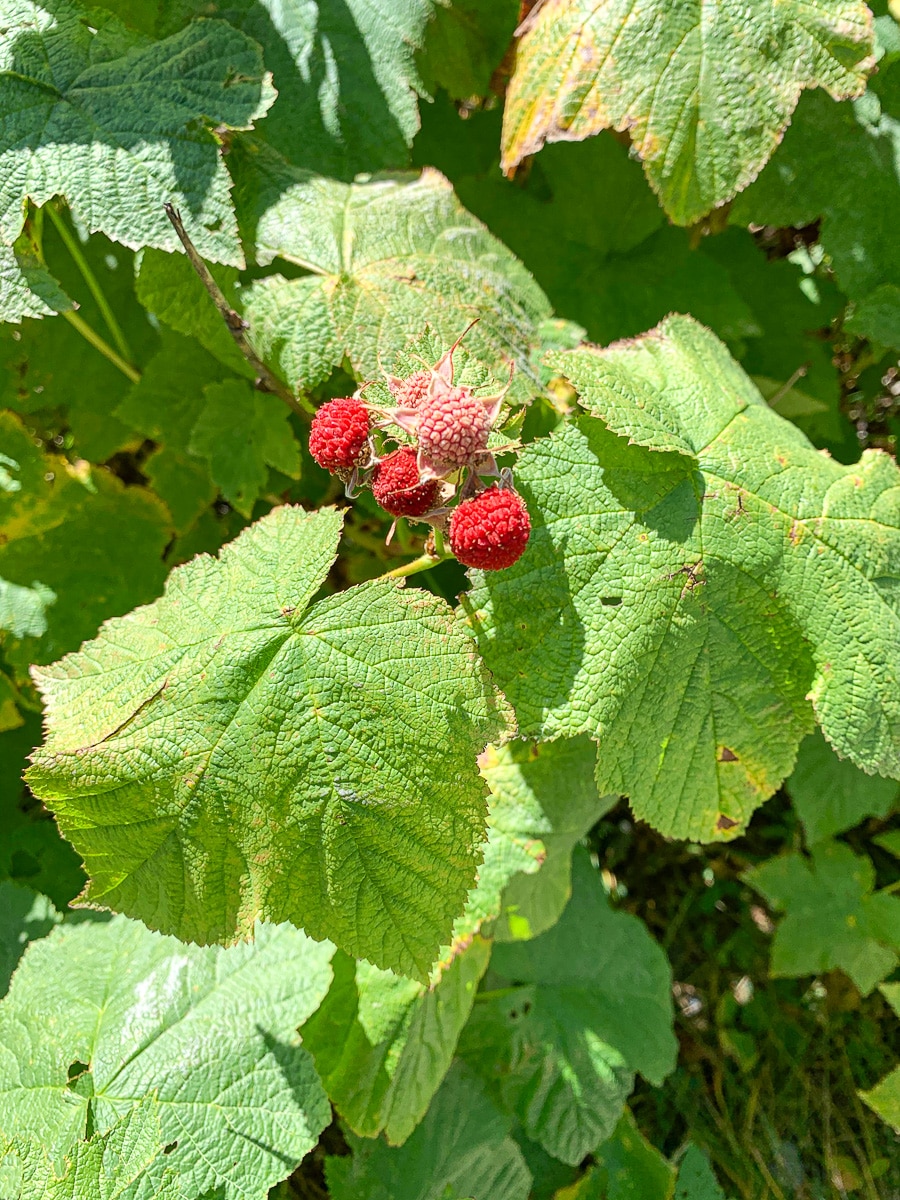 thimbleberry plant
