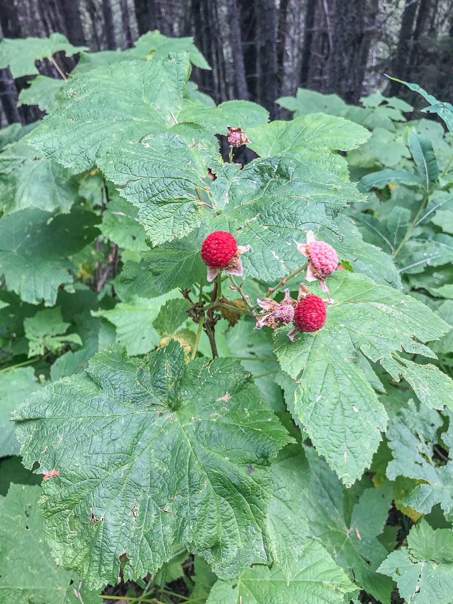 thimbleberries plant