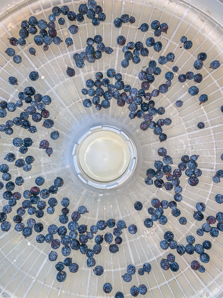 juniper berries on a dehydrator