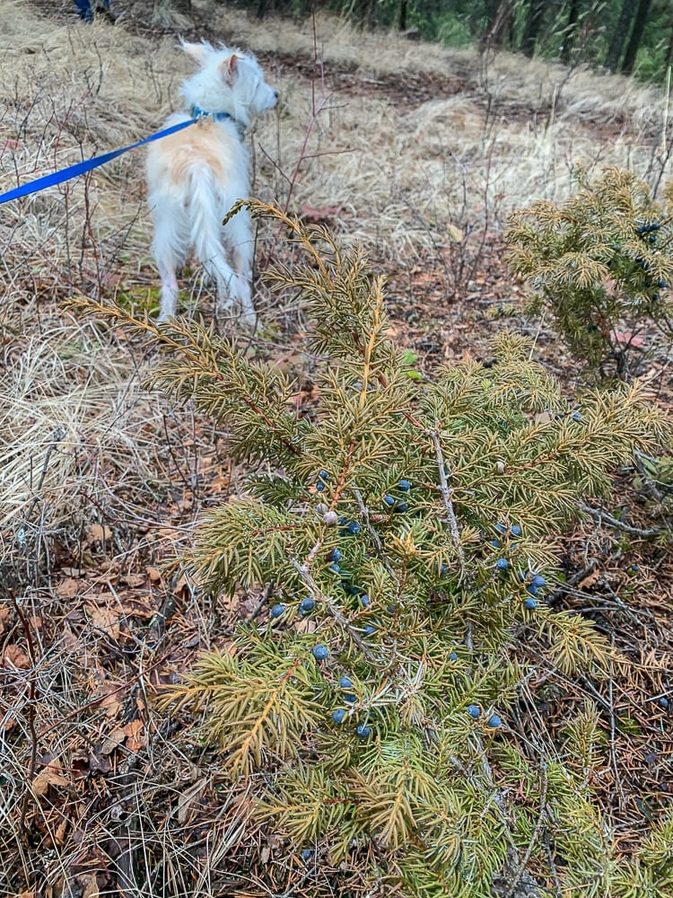 a dog on a leash next to a juniper berry bush