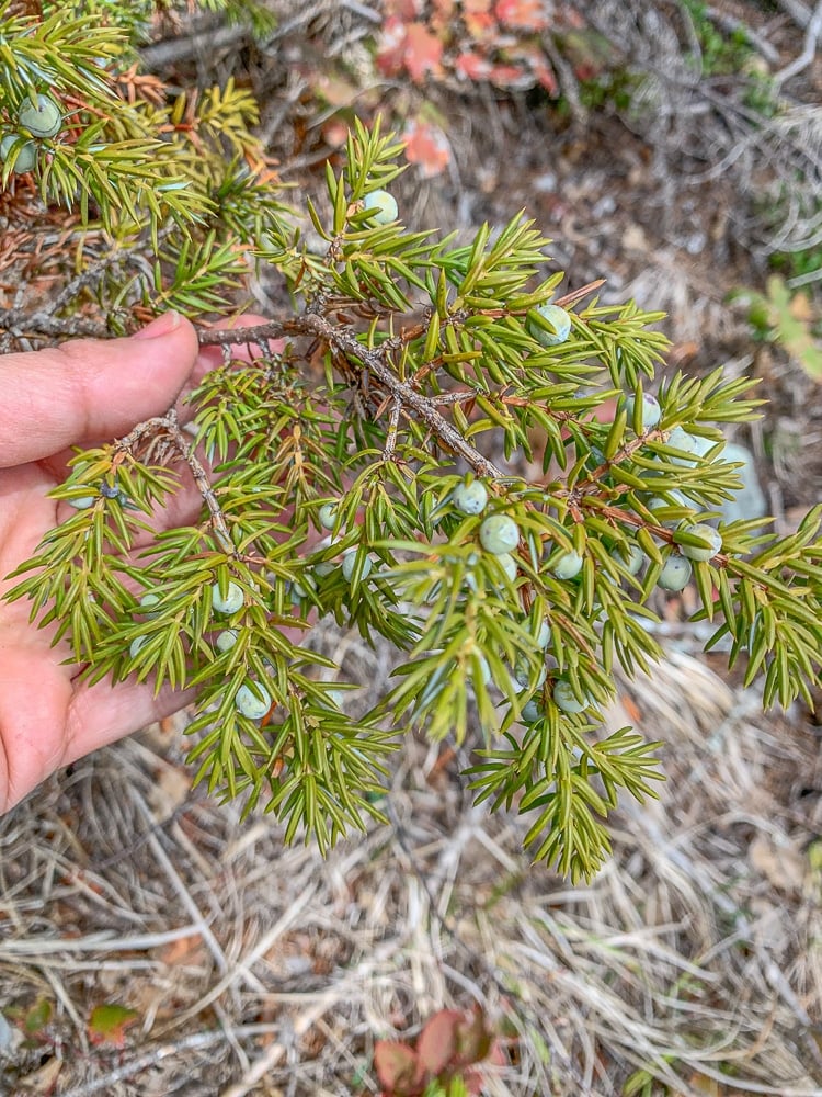 green juniper berries on a bush