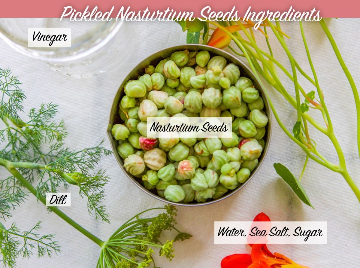 Pickled Nasturtium Seeds (way better than capers!) Hilda's Kitchen Blog