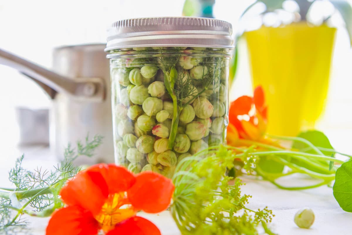 Pickled Nasturtium Seeds (way better than capers!) Hilda's Kitchen Blog