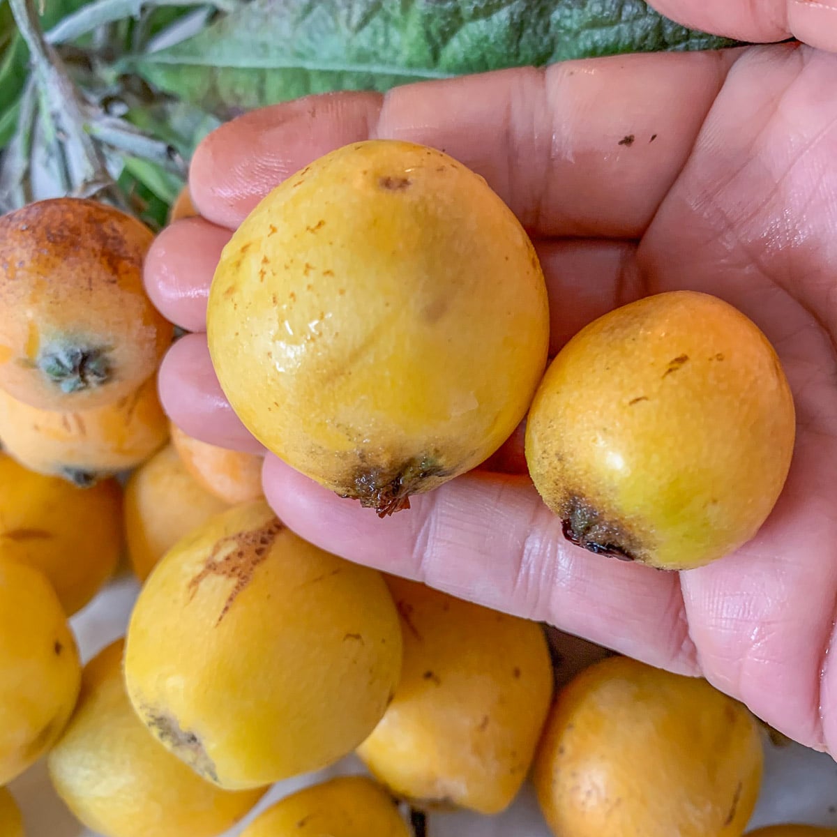 2 loquats in a hand being held up over more loquats