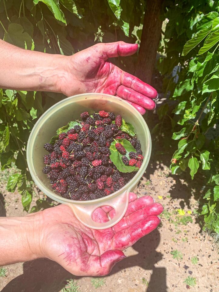 mulberries in a bowl being held between mulberry stained hands