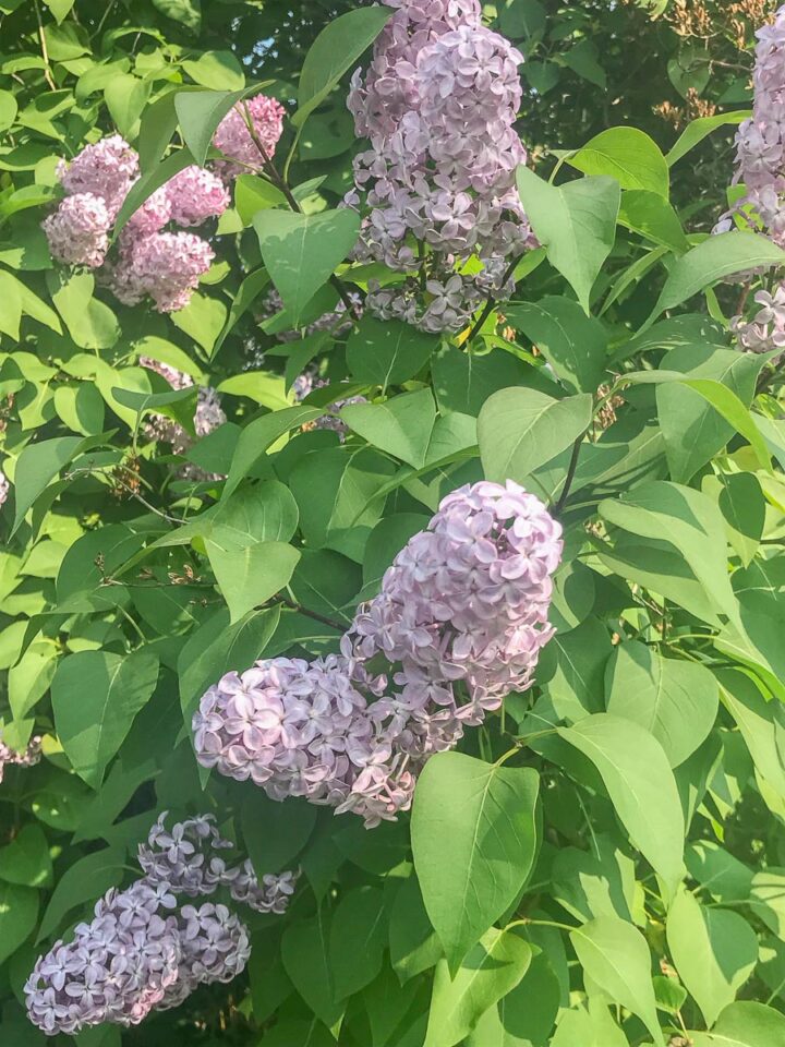 lilac bush