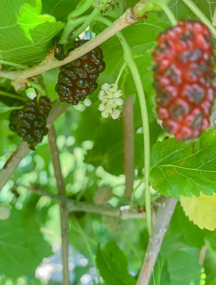 mulberries on a mulberry bush