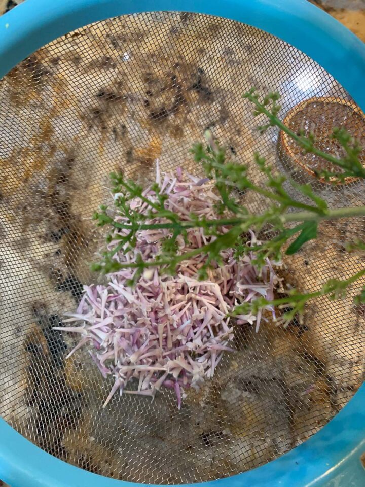 lilac clusters in a blue strainer