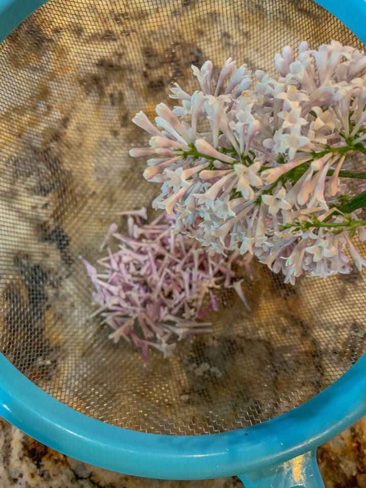 lilac flowers in a strainer