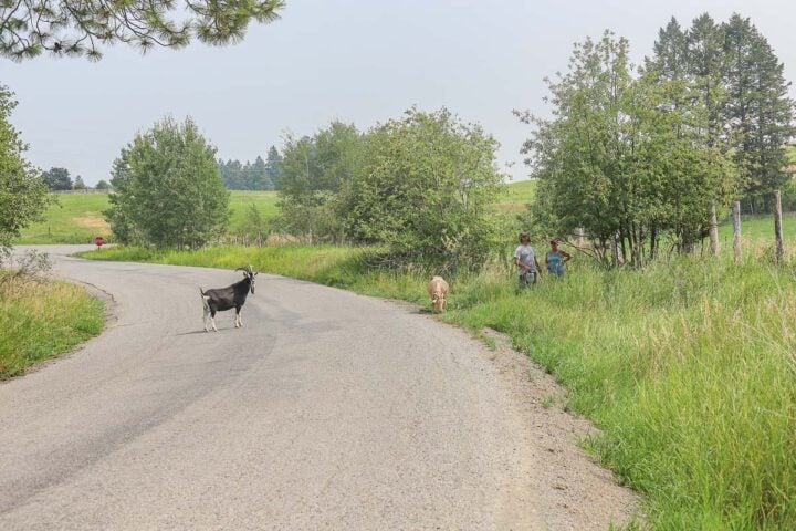 a couple picking fruit with a few goats in the road