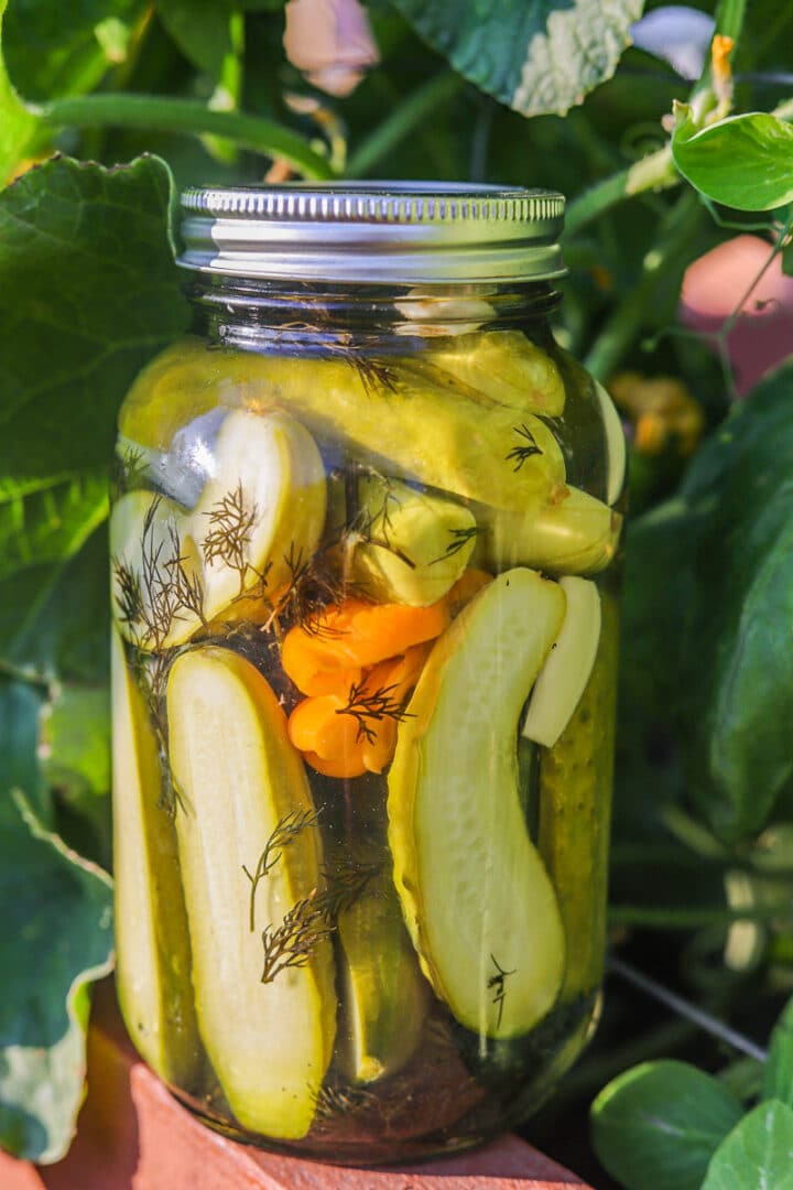 dill pickles in a jar in a garden